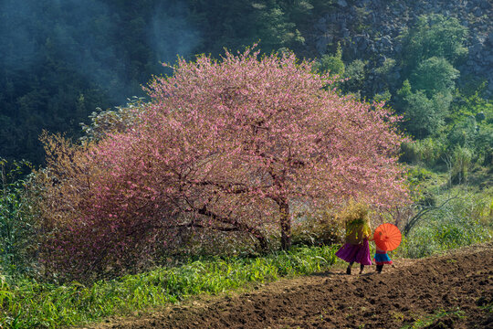 Hmong Children by Pink Blossom Tree