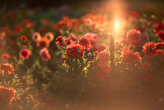 Summer nature dahlia flowers