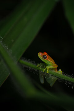 Boana frog in the wild