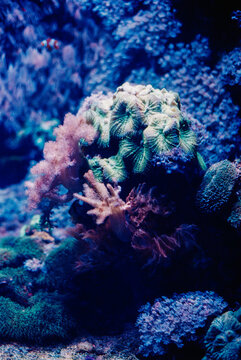 Coral reef in deep blue aquarium light