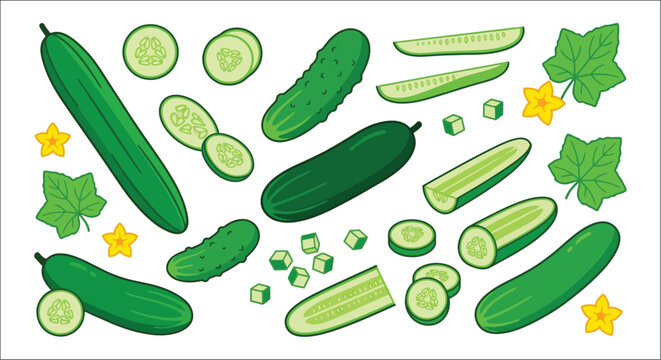 cucumbers and slices vector illustration cucumber slice vegetable green food