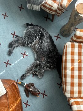 Dog on Aesthetic Rug