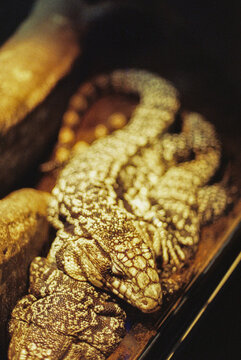 Textured lizard resting under warm light