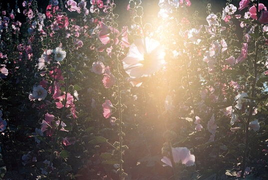 35mm cine film organic lens flare sunset botanical spring summer vibe