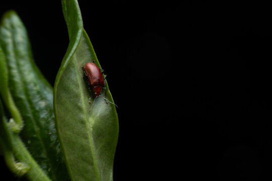 Red small Beetle