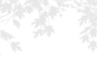 Obraz premium Realistic Oak Leaves Hanging Branches with Lobed Foliage Shadow Overlay Effect on White Wall, Aesthetic Summer Sunlight Botanical Shadow, Abstract Natural Plant Shadow Overlay