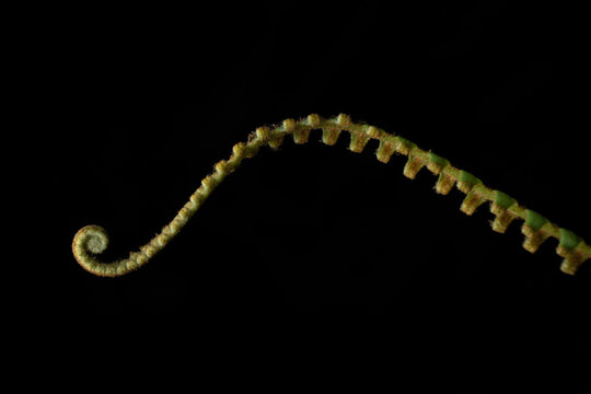 Fern nature detail
