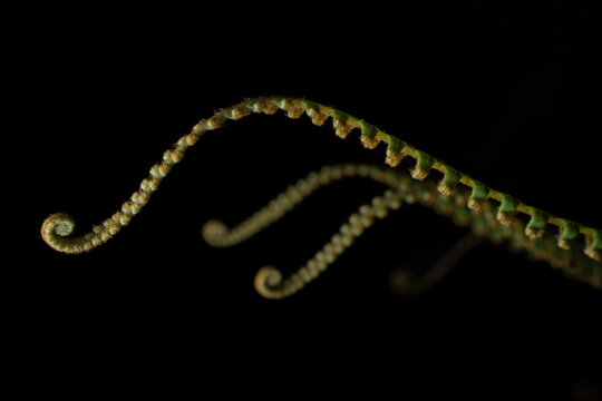 Fern nature detail