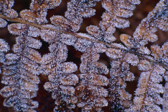 Frost fern fronds autumn California Mt Shasta California film