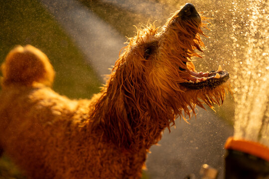 Groodle puppy jumping into water spray