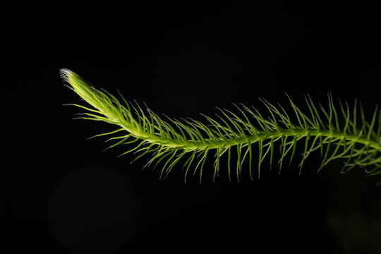 Nature Texture Leaf