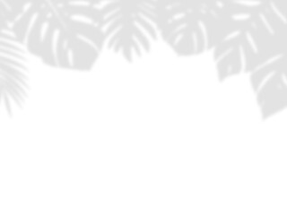Obraz premium Realistic Tropical Palm Leaves and Monstera Foliage Border Shadow Overlay Effect on White Wall, Aesthetic Summer Sunlight Botanical Shadow, Abstract Natural Plant Shadow Overlay