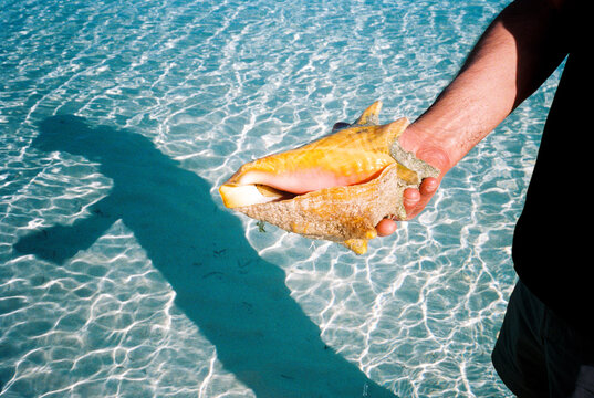 Man holds a conch shell he found on a Bahamas beach