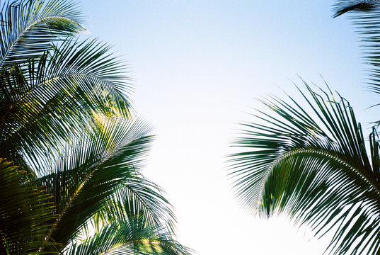 Palm tree fronds and blue sky with copyspace