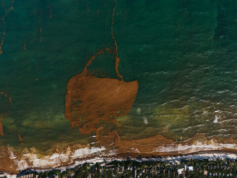 Aerial shoreline with brown sargassum seaweed accumulation near coast