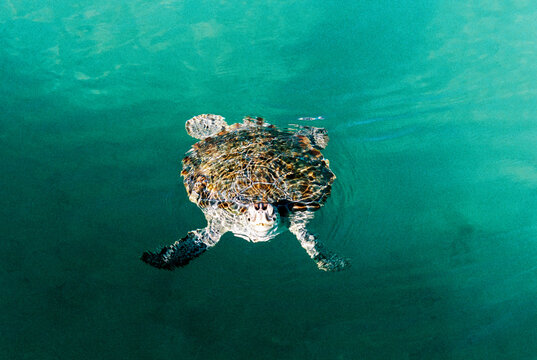 Wild Sea Turtle Swimming in the Water in the Bahamas