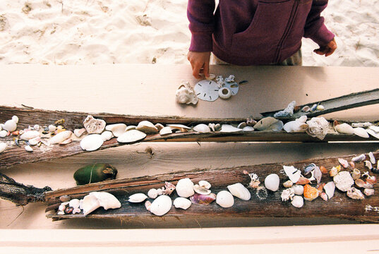 Collection of seashells and beach finds displayed in palm tree bark