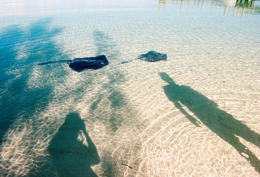 Shadows of people standing at beach with wild stingrays