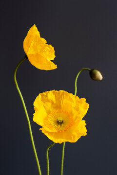 Yellow flowers