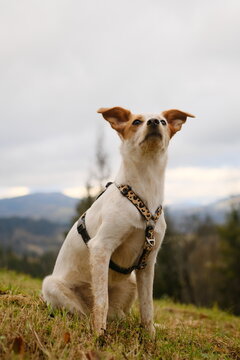 Mixed breed dog near a Scandinavian house outdoors.
