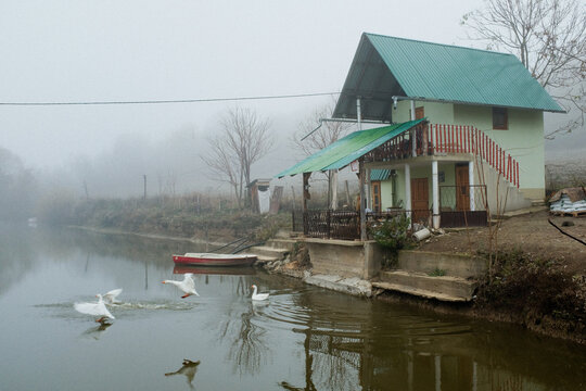 Small green house by a lake with geese in winter fog