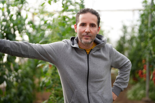 Male farmer working in a sustainable greenhouse farming tomatoes