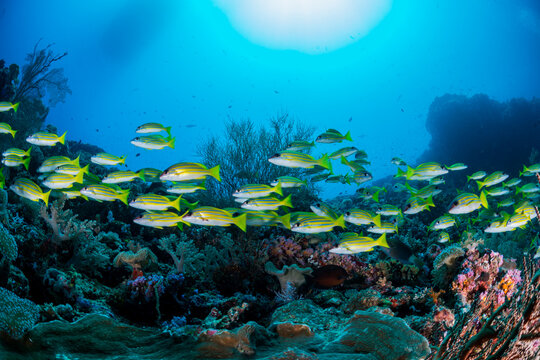 Bluestripe snapper