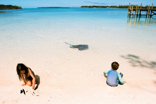 Kids Play on Beach with Sting Ray Swimming By
