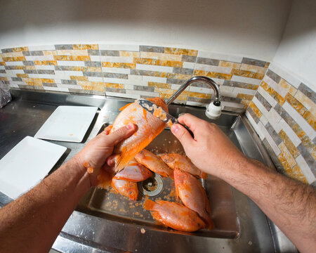 Person scaling raw red tilapia fish in kitchen sink
