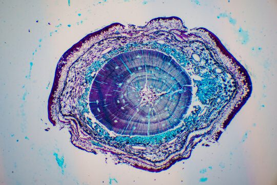 Micrograph of Pine Stem Cross Section