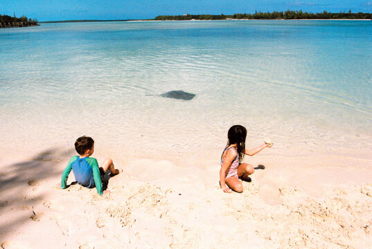 Children play on beach in Bahamas as wild sting ray swims by