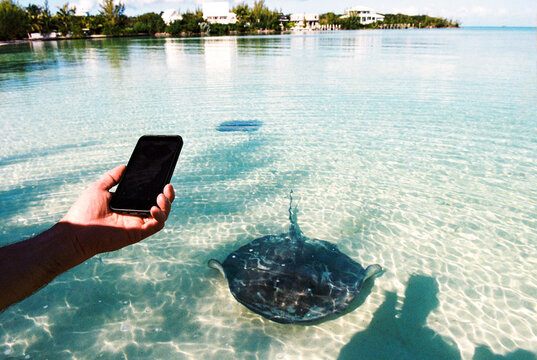 UGC travel moment man with phone filming wild sting ray on beach