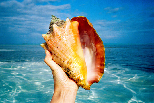 POV View of Hand Holding Large Conch Shell Found on Beach in Bahamas