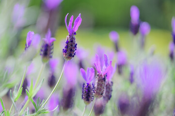 Fototapeta premium Close-up of beautiful French lavender flowers blooming in spring