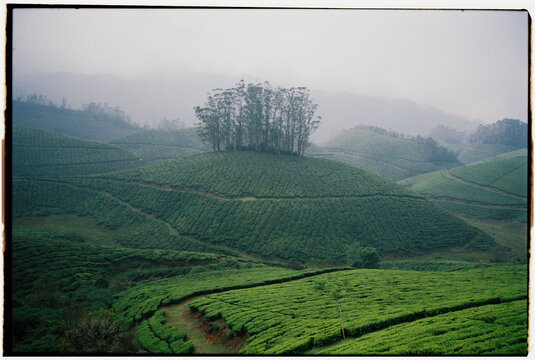 Lush green tea plantation on film 