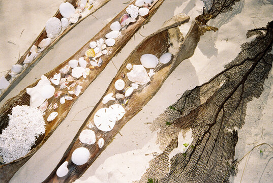 Collection of seashells and beach finds displayed in palm tree bark