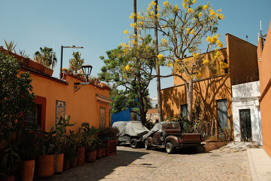 Exploring colorful streets and plants in Oaxaca on a sunny day