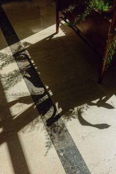 Sunlight casting plant shadows on marble floor