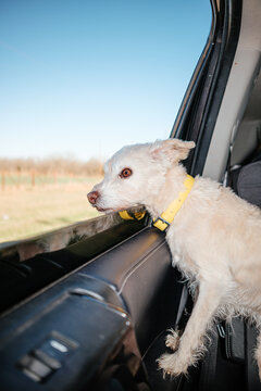 Dog Looking Out Of Car Window