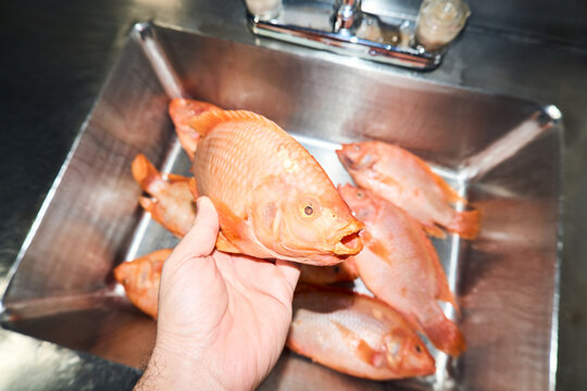 Hand holding fresh raw red tilapia fish