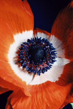 Close view of red and white flower with blue center in natural light