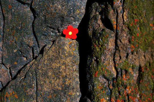 Red Flower on Stone