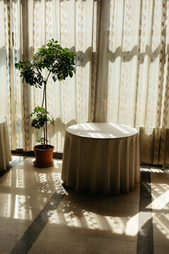 Sunlight through curtains illuminating table and plant