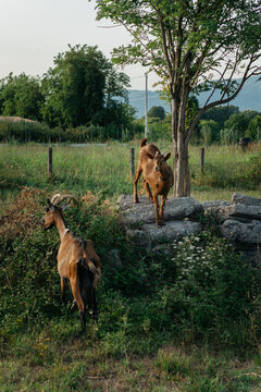 Two goats in rural field near tree and stone structure