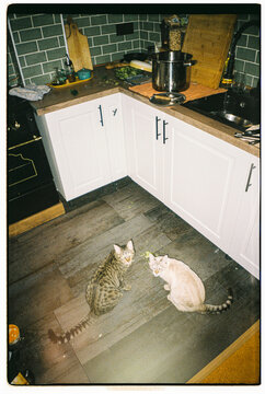 Cats make a mess with food in the kitchen