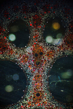 Micrograph of Lotus Stem Cross Section