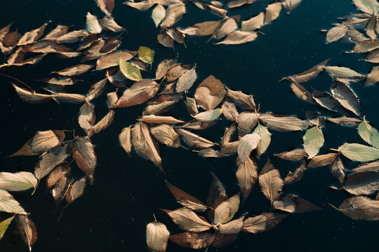 Floating autumn leaves on water creating natural pattern