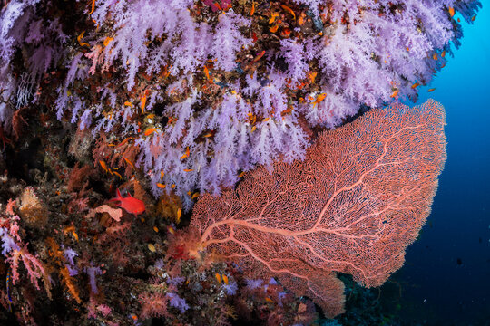 Beautiful soft corals