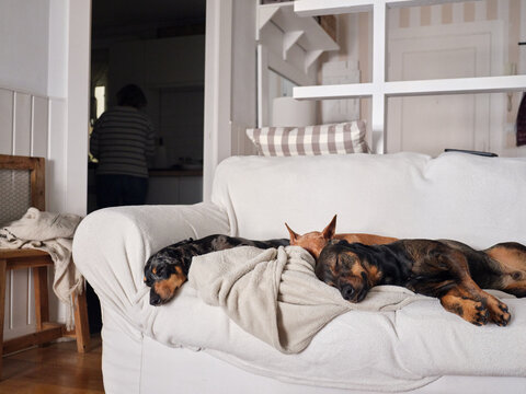 Dogs sleeping together on cozy white living room sofa