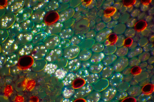 Micrograph of Lotus Stem Cross Section